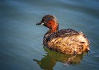 Little Grebe - June Gorman (Open).jpg